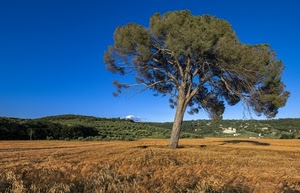 albero, verde, colline, azzurro, cielo, pino, case, campagna, grano, campo, rami, erba, campi, panorama, paesaggio