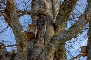 albero, rami, legno, tronco, casetta, casette, cielo, inverno, azzurro, uccelli, nidi, nido