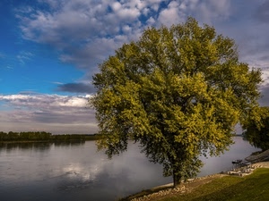 nuvole, albero, acqua, fiume, cielo, riflesso, verde, foglie, riflessi, alberi, azzurro, rive, riva, sponda, paesaggio