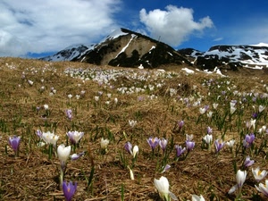 fiori, nuvole, neve, montagna, cielo, bianco, viola, montagne, prato, erba, azzurro, campo, primavera, verde, foglie, piante