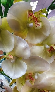 petali, fiori, orchidee, bianco, orchidea, rosso, macro, giallo, natura, fiore, pistilli
